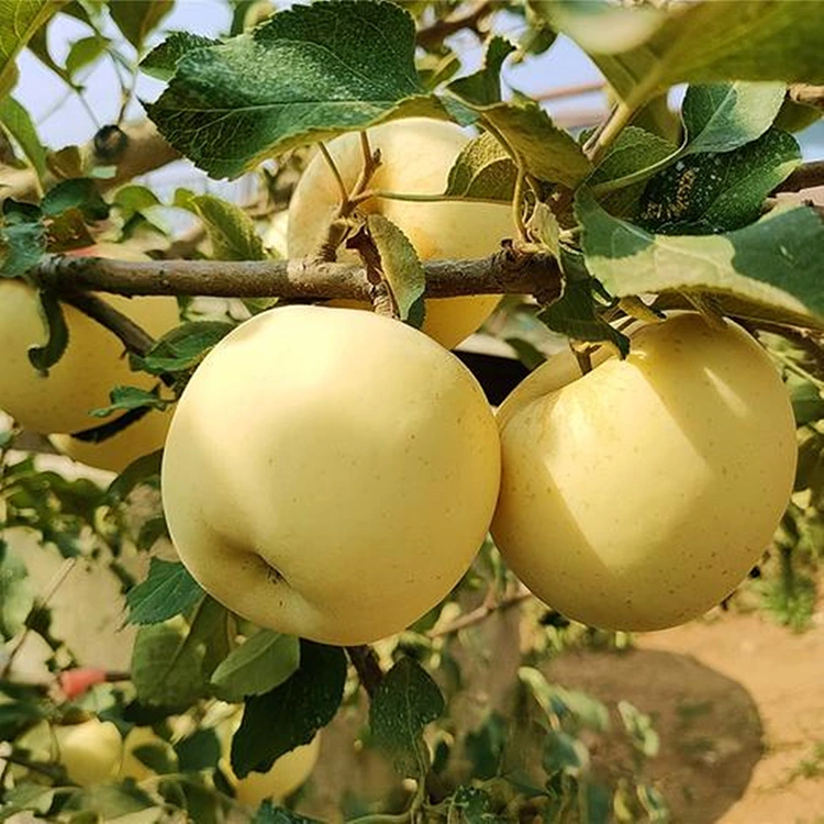 Lab-as nga Golden Delicious Apples