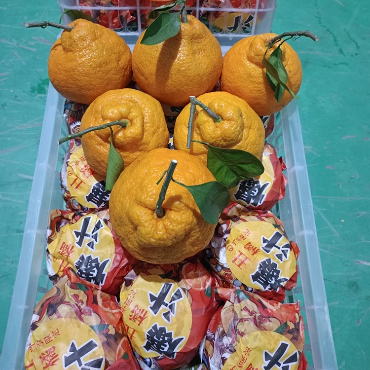Lab-as nga Shiranui Mandarin