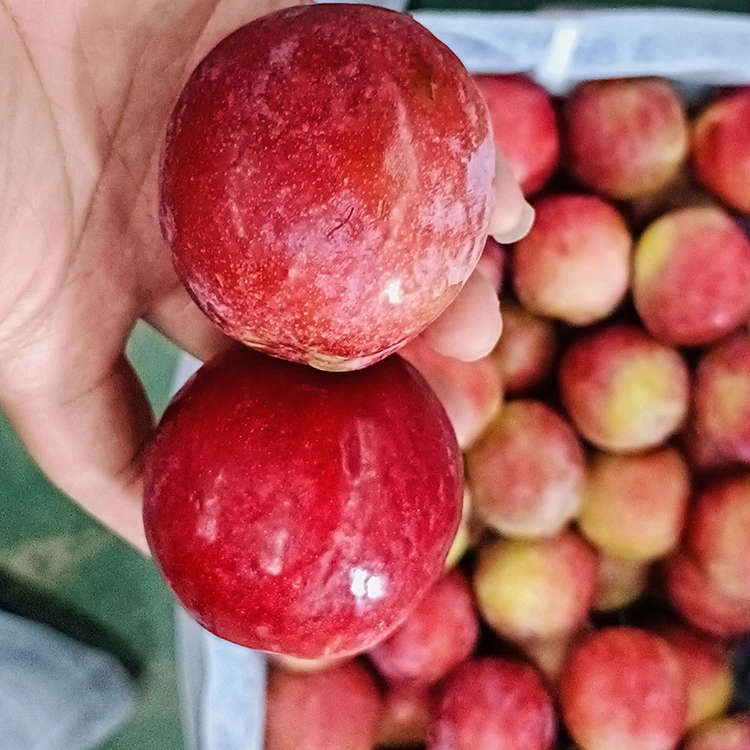 Lab-as nga Matam-is nga Pula nga Meiyi Plum
