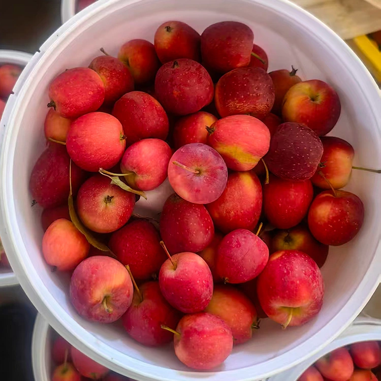 High-Grade Bag-ong-Crop Chinese Cherry Apple