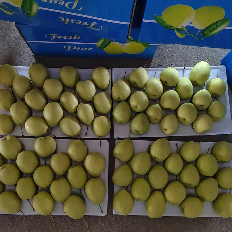 Natural nga matam-is nga Shandong Pears