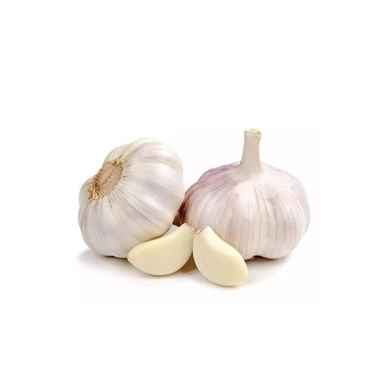 Premium Firm ug Plump Normal White Garlic