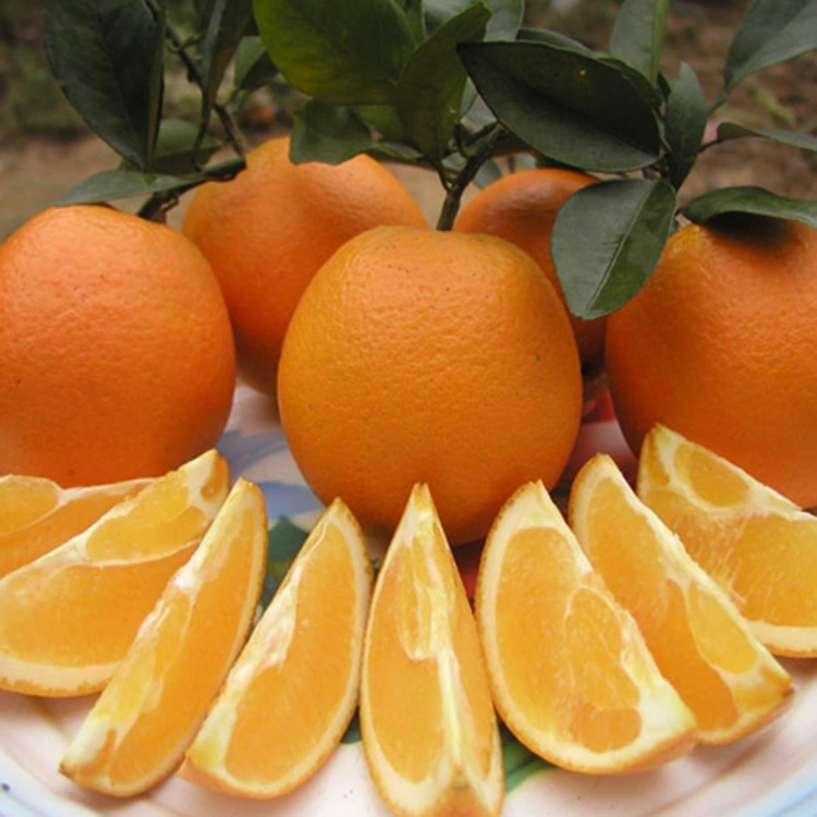 Premium nga Lab-as nga Juicy Sweet Navel Oranges