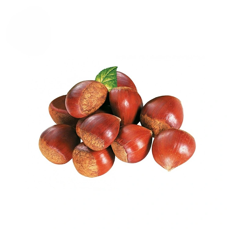 Premium nga kalidad nga mga Chestnut