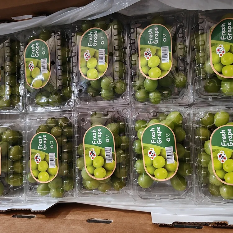 Pinili nga Fresh Shine Muscat Grapes