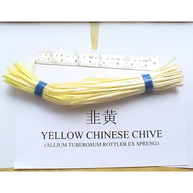Malumo nga Yellow Chives